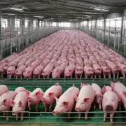日本有几个大型养猪直播基地?