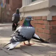 饶平鸽子直播间的节目内容是什么?