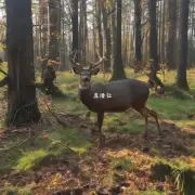 鹿鸣直播的频道有哪些?