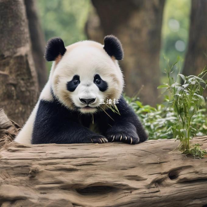 我是初学者不太了解熊猫直播是什么?您能简单介绍一下吗?