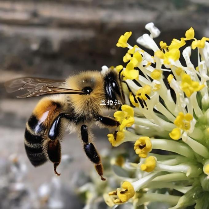 您对蜜蜂惊喜社直播预告在哪里观看有什么具体的需求吗?