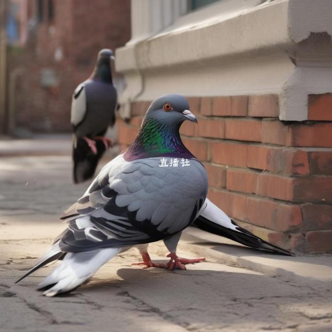 饶平鸽子直播间的节目内容是什么?